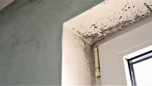 Professional Mold Removal in Moonachie, NJ