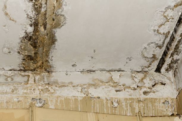 Best Emergency Mold Remediation  in Moonachie, NJ