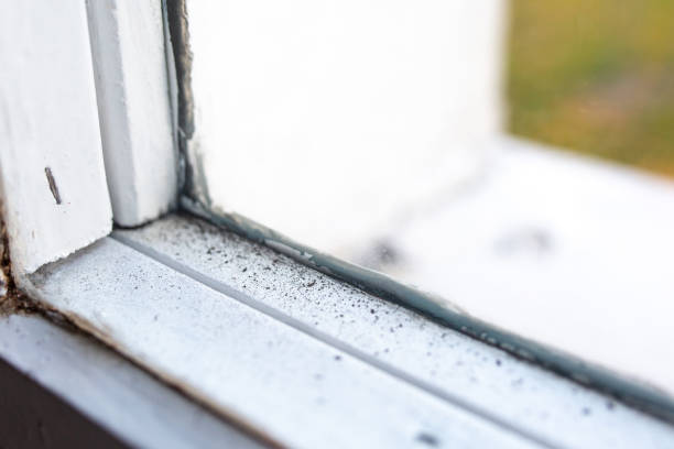 Best Mold Odor Removal Services  in Moonachie, NJ