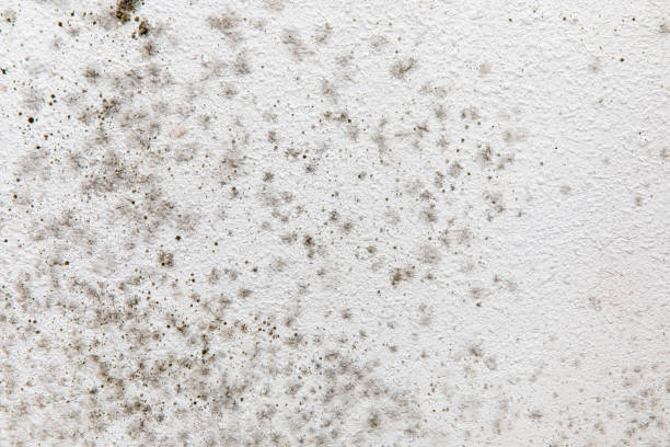 Best Dehumidification Services  in Moonachie, NJ
